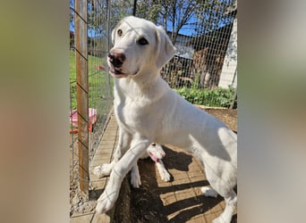Hund Welpe Tierschutz Rüde Liam