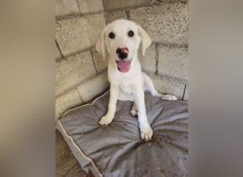 Hund Hündin Welpe Tilda Tierschutz