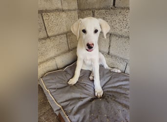 Hund Hündin Welpe Tilda Tierschutz