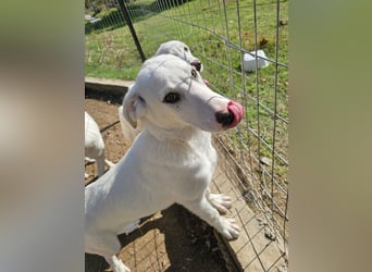 Hund Welpe Tierschutz Rüde Liam