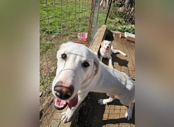 Hund Welpe Tierschutz Rüde Liam