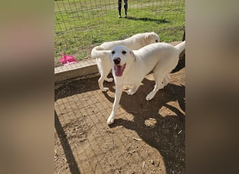 Hund Welpe Tierschutz Rüde Liam