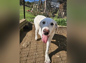 Hund Welpe Tierschutz Rüde Liam