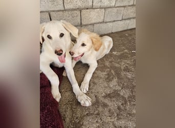 Hund Hündin Welpe Tilda Tierschutz
