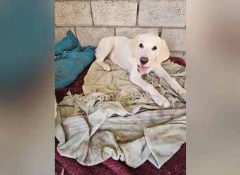 Hund Hündin Welpe Tilda Tierschutz