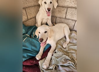 Hund Hündin Welpe Tilda Tierschutz