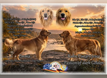 Dark Golden Retriever Rüde