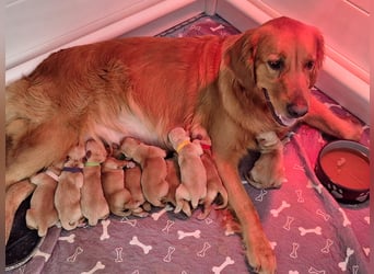 Dark Golden Retriever Rüde