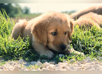 Dark Golden Retriever Rüde