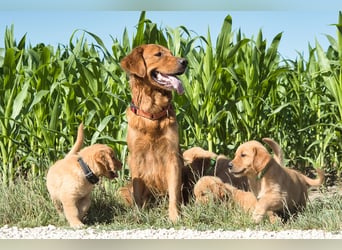 Dark Golden Retriever Rüde