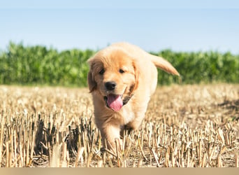 Dark Golden Retriever Rüde