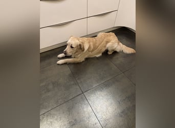 Golden Retriever abzugeben