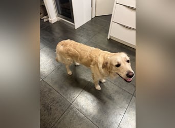 Golden Retriever abzugeben