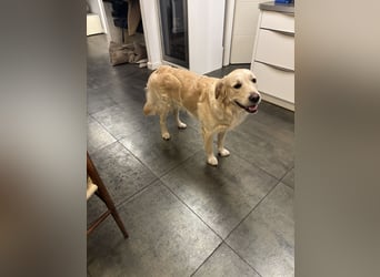 Golden Retriever abzugeben