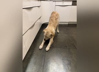 Golden Retriever abzugeben