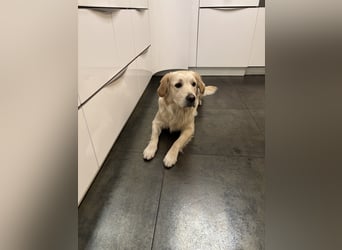Golden Retriever abzugeben
