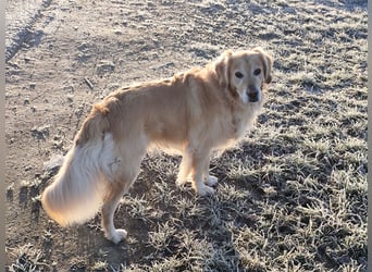 Wir suchen ein liebevolles neues Zuhause für unseren Leo