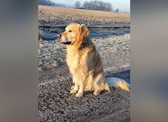 Wir suchen ein liebevolles neues Zuhause für unseren Leo