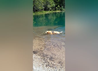 Wir suchen ein liebevolles neues Zuhause für unseren Leo