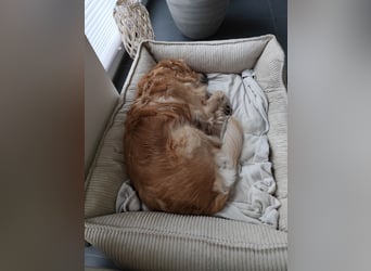 Wir suchen ein liebevolles neues Zuhause für unseren Leo