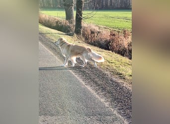 Wir suchen ein liebevolles neues Zuhause für unseren Leo