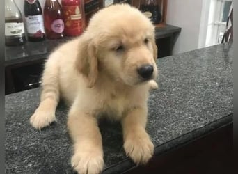 Golden Retriever- Hün in – geimpft, entwurmt, gechipt, mit EU-Heimtierausweis   Liebenswerte kinde