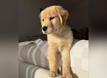 Golden Retriever- Hün in – geimpft, entwurmt, gechipt, mit EU-Heimtierausweis   Liebenswerte kinde
