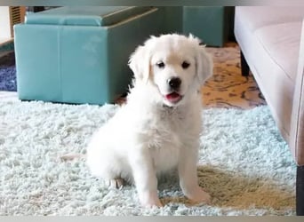 Golden Retriever- Hün in – geimpft, entwurmt, gechipt, mit EU-Heimtierausweis   Liebenswerte kinde