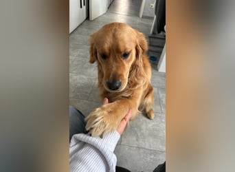 3 Jähriger Golden Retriever Balou sucht ein liebevolles Zuhause