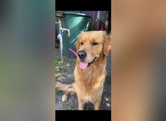3 Jähriger Golden Retriever Balou sucht ein liebevolles Zuhause