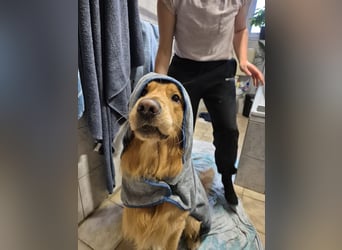 3 Jähriger Golden Retriever Balou sucht ein liebevolles Zuhause