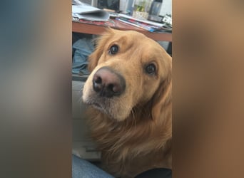 3 Jähriger Golden Retriever Balou sucht ein liebevolles Zuhause