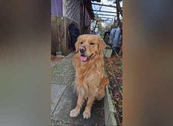 3 Jähriger Golden Retriever Balou sucht ein liebevolles Zuhause