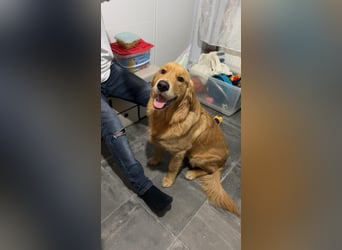 3 Jähriger Golden Retriever Balou sucht ein liebevolles Zuhause