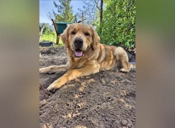 3 Jähriger Golden Retriever Balou sucht ein liebevolles Zuhause