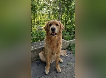 3 Jähriger Golden Retriever Balou sucht ein liebevolles Zuhause
