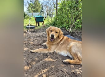 3 Jähriger Golden Retriever Balou sucht ein liebevolles Zuhause