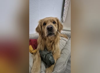 3 Jähriger Golden Retriever Balou sucht ein liebevolles Zuhause