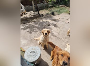 Joy ( Napocska) freundliche Golden Retriever Hündin geb. 04/2025