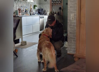 Kolbasz ( Maya), super liebe Golden Retriever Hündin geb. 01/2018