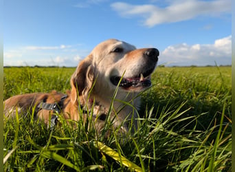 Kolbasz ( Maya), super liebe Golden Retriever Hündin geb. 01/2018