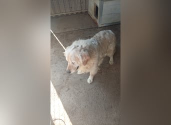 Bobi, lieber Golden Retriever geb. 01/2020