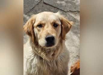 Joy ( Napocska) freundliche Golden Retriever Hündin geb. 04/2025