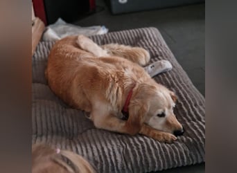 Kolbasz ( Maya), super liebe Golden Retriever Hündin geb. 01/2018