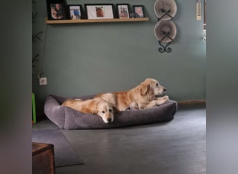 Kolbasz ( Maya), super liebe Golden Retriever Hündin geb. 01/2018