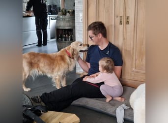 Kolbasz ( Maya), super liebe Golden Retriever Hündin geb. 01/2018