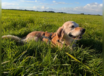 Kolbasz ( Maya), super liebe Golden Retriever Hündin geb. 01/2018