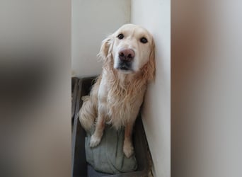 Maja & Alex, reinrassige Goldenretriever