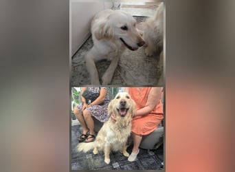 Maja & Alex, reinrassige Goldenretriever