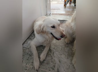 Maja & Alex, reinrassige Goldenretriever